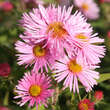 Aster n.a. 'Rosa Sieger': Bild 3/4