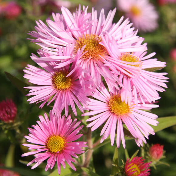 Aster n.a. 'Rosa Sieger': Bild 3/4 Aster n.a. 'Rosa Sieger': Bild 3/4