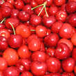 Prunus av. 'Van': Bild 3/3