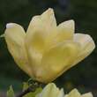 Magnolia denudata 'Yellow River': Bild 1/5