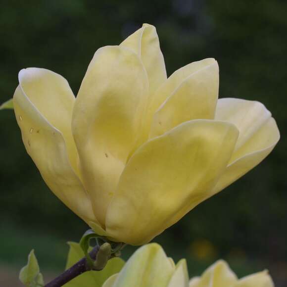 Magnolia denudata 'Yellow River': Bild 1/5