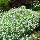 Cerastium tomentosum 'Silberteppich' - Hornkraut