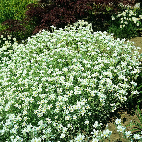 Cerastium tomentosum 'Silberteppich': Bild 1/2 Cerastium tomentosum 'Silberteppich': Bild 1/2