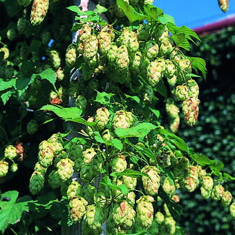 Humulus lupulus 'Nordbrau'