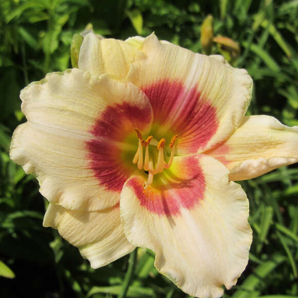 Hemerocallis 'Brilliant Circle': Bild 3/4 Hemerocallis 'Brilliant Circle': Bild 3/4