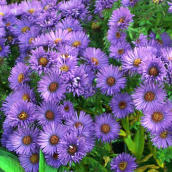 Aster dumosus 'Prof. Anton Kippenberg': Bild 2/3