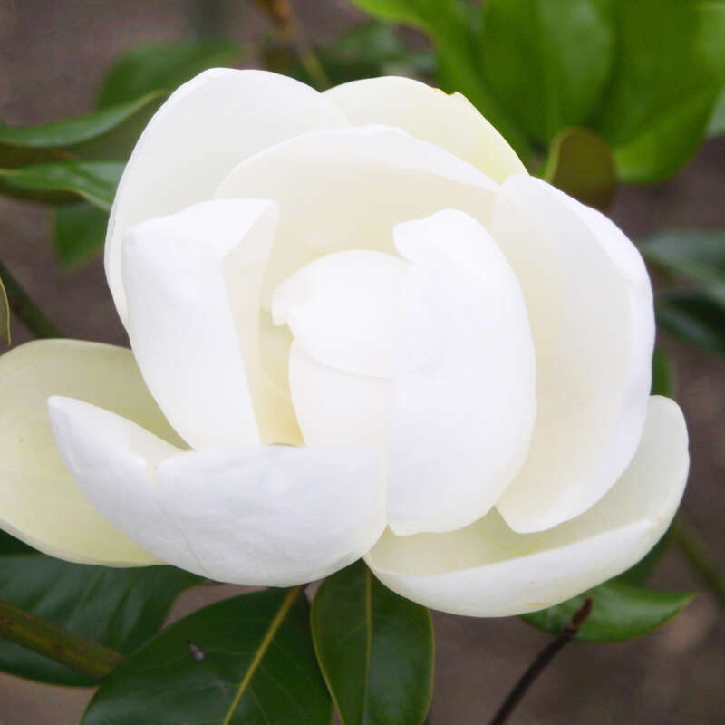 Immergrüne Magnolie Magnolia grandiflora 'Francois