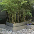 Phyllostachys viridiglaucescens: Bild 7/7