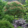 Aesculus pavia 'Humilis': Bild 3/4