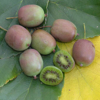 Actinidia arguta 'Maki' (W)