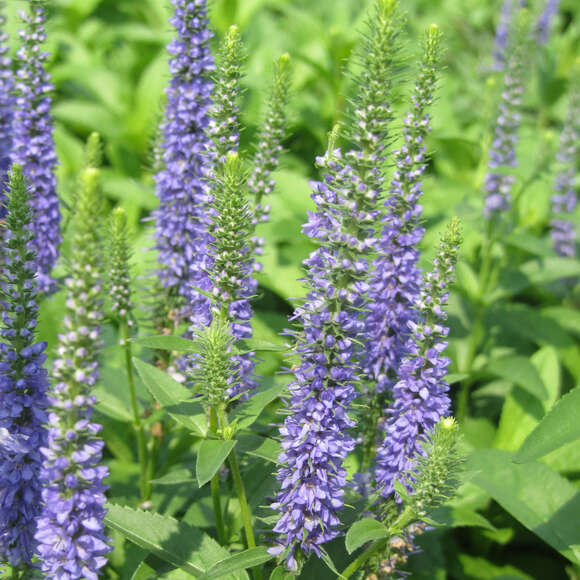Veronica spicata 'Royal Candles': Bild 2/4 Veronica spicata 'Royal Candles': Bild 2/4