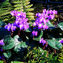 Cyclamen coum - Alpenveilchen