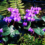 Cyclamen coum - Alpenveilchen