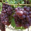 Vitis vinifera 'Gutedel Rot': Bild 2/3