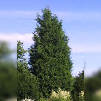 Cupressocyparis leylandii