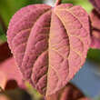 Cercidiphyllum jap. 'Strawberry': Bild 1/3