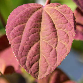 Cercidiphyllum jap. 'Strawberry'