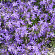 Campanula poscharskyana: Bild 1/4