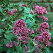 Centranthus ruber 'Coccineus': Bild 2/6