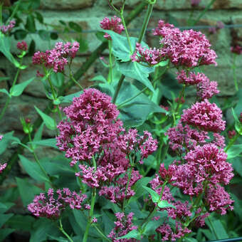 Centranthus ruber 'Coccineus': Bild 8/8