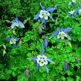 Aquilegia 'Blue Star' - Akelei