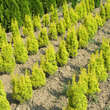 Taxus baccata 'David': Bild 2/2