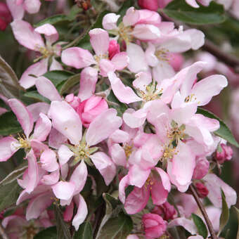 Malus 'Cheal's Weeping': Bild 3/6