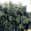 Phyllostachys viridiglaucescens: Bild 1/7