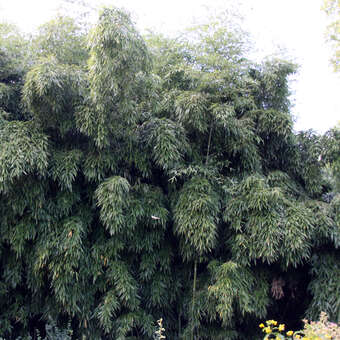 Phyllostachys viridiglaucescens