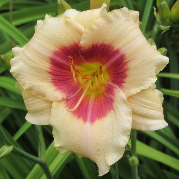 Hemerocallis 'Brilliant Circle': Bild 2/4 Hemerocallis 'Brilliant Circle': Bild 2/4