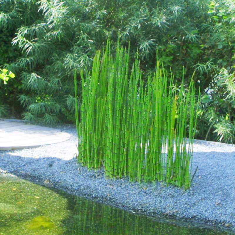 Japanischer Schachtelhalm - 30 Stück Teichpflanzen Für Klaren Gartenteich