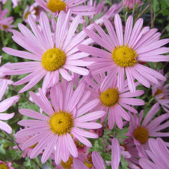 Chrysanthemum rub. 'Clara Curtis'