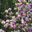 Magnolia 'Spectrum': Bild 4/5