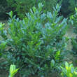 Prunus laurocerasus 'Van Nes': Bild 6/6