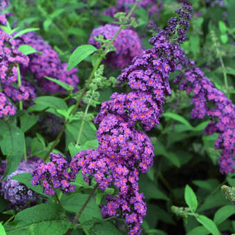 Buddleja davidii 'Operette'