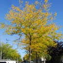 Gleditsia triacanthos 'Skyline' - Lederhülsenbaum