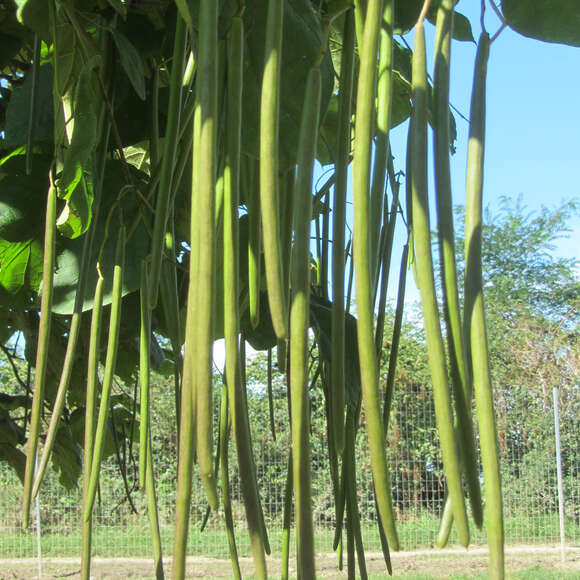 Catalpa bignonioides: Bild 5/8 Catalpa bignonioides: Bild 5/8