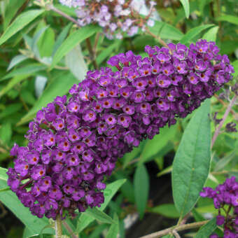 Buddleja davidii 'Black Knight'