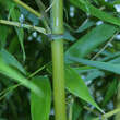 Phyllostachys viridiglaucescens: Bild 5/7