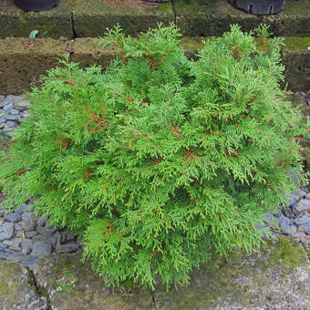 Chamaecyparis obtusa 'Pygmea'