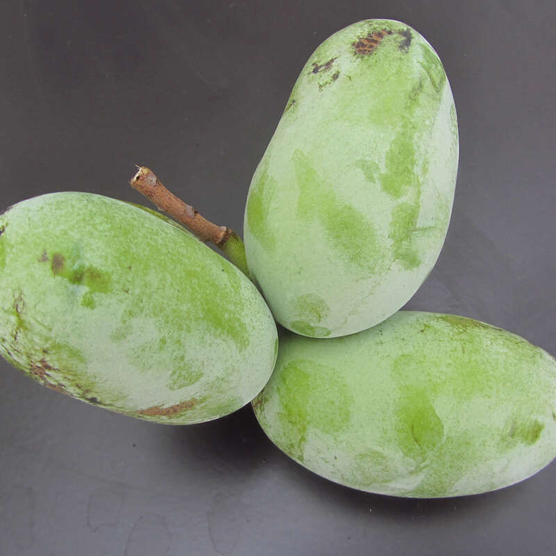 Pawpaw, Indianerbanane Asimina triloba 'Davis' rot