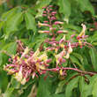 Aesculus mutabilis 'Penduliflora': Bild 2/4
