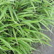 Hakonechloa macra 'Albostriata': Bild 2/7