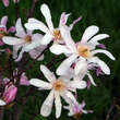 Magnolia stellata: Bild 1/1