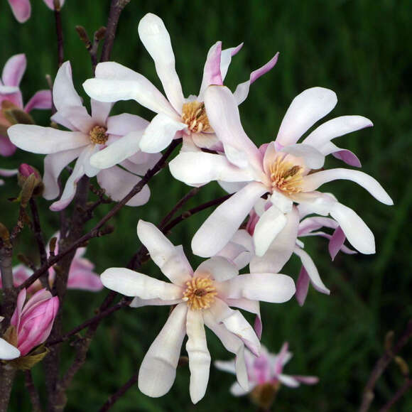 Magnolia stellata: Bild 1/1 Magnolia stellata: Bild 1/1