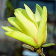 Magnolia 'Goldstar': Bild 2/9