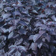 Prunus cerasifera 'Nigra': Bild 3/9