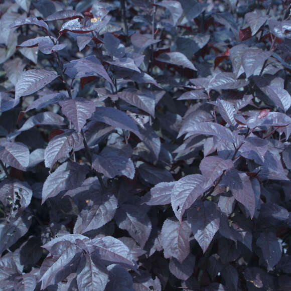 Prunus cerasifera 'Nigra': Bild 3/9 Prunus cerasifera 'Nigra': Bild 3/9