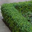 Buxus sempervirens 'Blauer Heinz': Bild 9/9