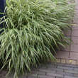 Hakonechloa macra 'Albostriata': Bild 5/7